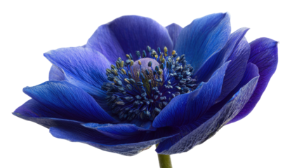 Close-up of a vibrant, deep-blue flower.  Petals display a gradient of shades, from a rich, almost indigo blue, to a lighter periwinkle hue. 