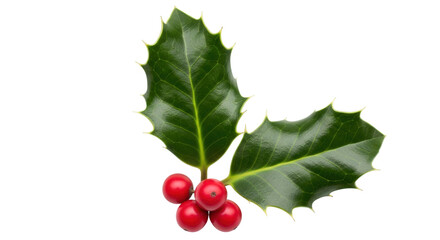 Isolated Christmas Holly Berries and Leaves Holiday Ornament Festive Winter Season