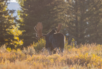 Bull Moose in Autumn in Grand Teton Naitonal Park Wyoming