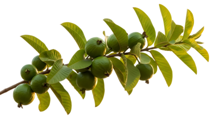 Fresh green guava fruits, on a branch with leaves, cutout, PNG isolated on white or transparent background