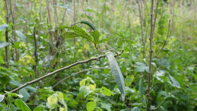 Okra plant with green pod in agricultural field