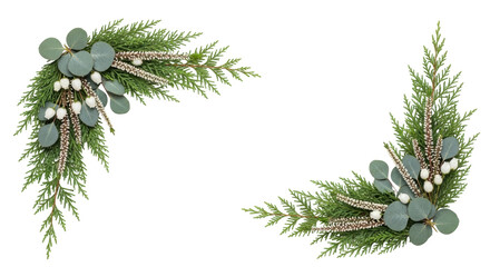 Isolated festive sprigs of greenery with eucalyptus leaves and small flowers, holiday decoration © Cedric