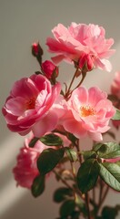 Naklejka premium Beautiful Pink Roses Blooming in Soft Natural Light at Home During Springtime