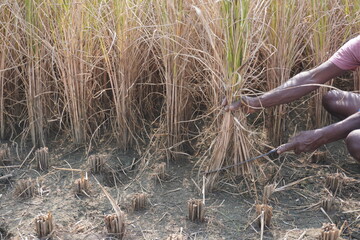 Manual rice harvesting, farmer cutting paddy crop by hand with sickle in field