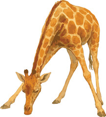 Vector watercolor illustration of a giraffe drinking