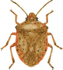 Vector watercolor illustration of a shiledbug