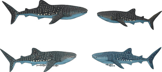 Whale shark swimming underwater illustration, majestic marine fish artwork, detailed ocean wildlife drawing, aquatic nature design for sea lovers and education