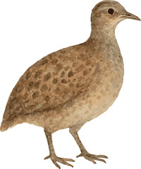 Vector watercolor illustration of a tinamou