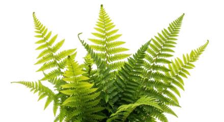 Isolated Lady Fern with Delicate Fronds in Lush Green Colors for Natural Elements and Decor