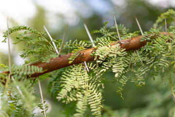 Thorny branches of acacia tree close-up in selective focus. Thorny green leaves of acacia tree branches.