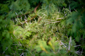 Thorny branches of acacia tree. Thorny green leaves of acacia tree branches. Abstract concept of a difficult, arduous road.