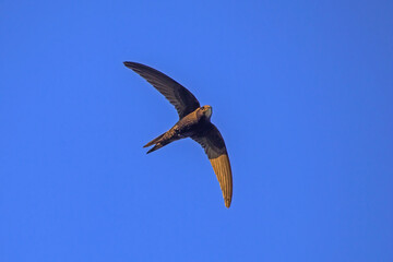 Black swift flying on the blue sky. Common Swift (Apus apus) is the fastest insectivorous bird.