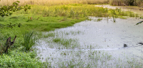 Pond with a lot of grass and a bird standing on the edge
