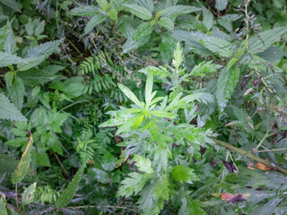 Plant with a leafy green stem and a leafy green leaf