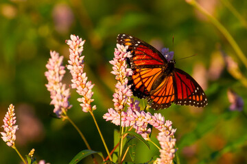 Monarch at sunset