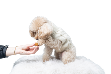 White miniature poodle isolated on transparent background. Studio shot of a dog. Maltipoo