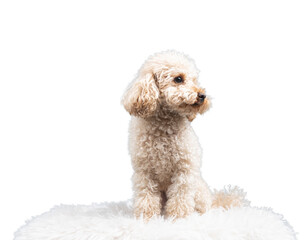 White miniature poodle isolated on transparent background. Studio shot of a dog. Maltipoo
