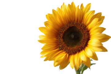 Close-up of a vibrant sunflower, bright yellow petals radiating outwards, dark brown center