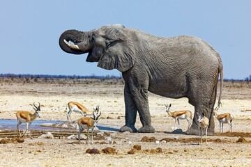 Elefant und Springböcke