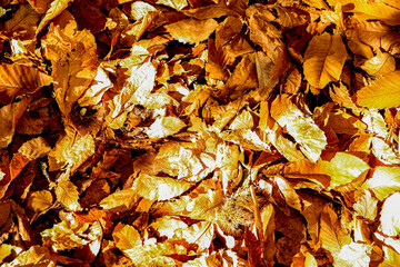 randonnée au grès d'Annot, 04