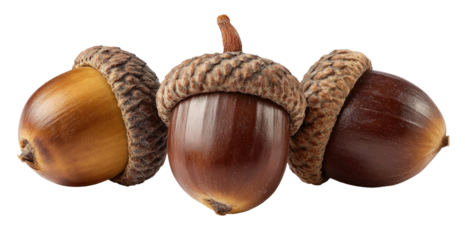 Three acorns in a row, displaying variations in hue
