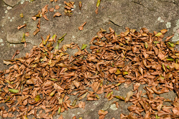 Carpinus turczaninowii, a deciduous tree in the Betulaceae family, known for its brown vertically cracked bark and dense oval foliage, popular for bonsai and landscaping. Photographed in Korea.