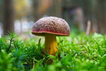 mushroom in the moss