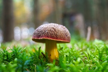 mushroom in the forest