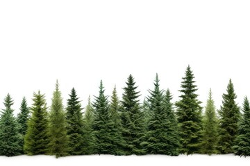 Fototapeta premium Tree plant green pine.