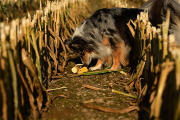 Schöner bunter langhaariger Hund mit Maiskolben auf einem abgeernteten Maisfeld im Herbst