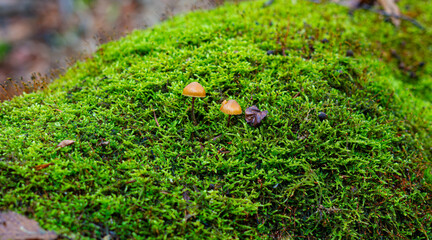 Mushrooms growing on tree covered with green moss in forest