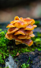 Mushrooms growing on tree covered with green moss in forest