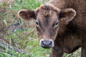 Close-up cow portraits