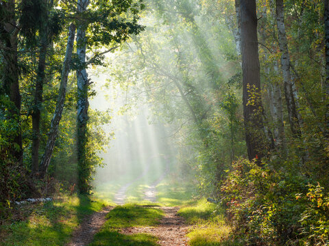 Footpath through Forest with Sunbeams and Morning Fog in Early Autumn