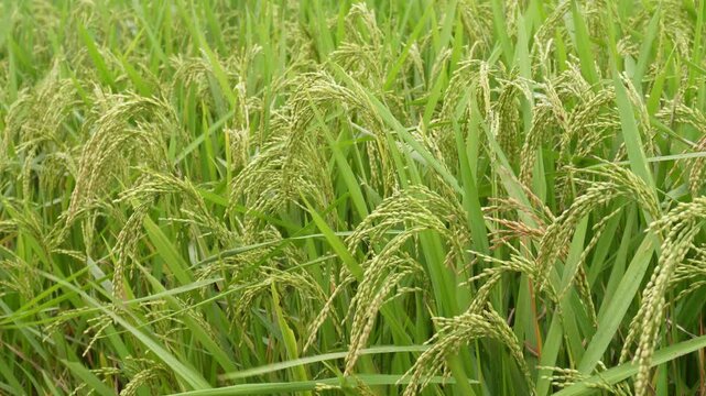 Mature green rice crop with heavy panicles bending in paddy field before harvest