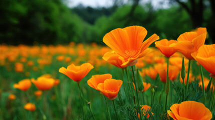 Fototapeta premium A vibrant field of California poppies blooms with bright orange petals, creating a picturesque scene against a backdrop of lush green trees in the summertime.
