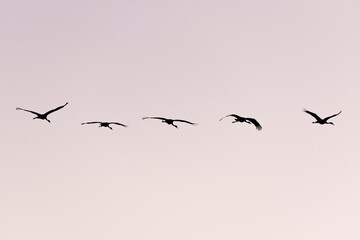 Fototapeta premium Vuelo de grullas