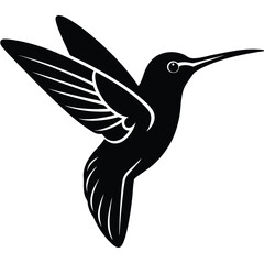 hummingbird on white