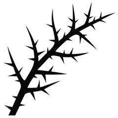 thorn branch on white