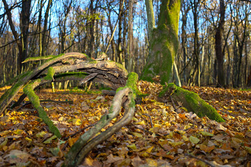Obraz premium ​This low-angle forest shot features old moss-covered roots in the foreground, surrounded by a carpet of autumnal leaves in golden and brown hues. 