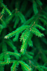 Fresh green young branches of spruce as a background