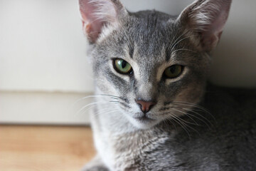 Portrait of a young Abyssinian blue-gray cat