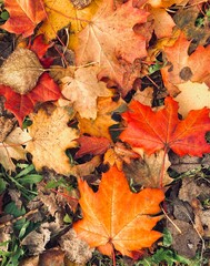 autumn leaves background