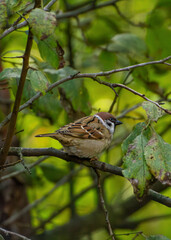 Mazurek Passer montanus
