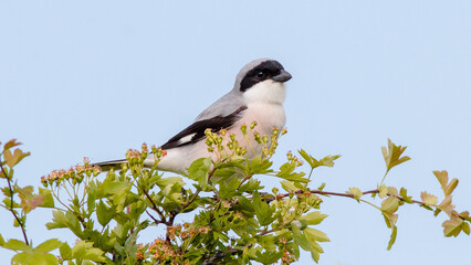 blue tit on branch