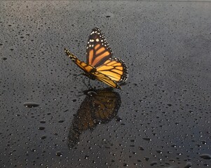 Monarch im Regen- Schmetterling