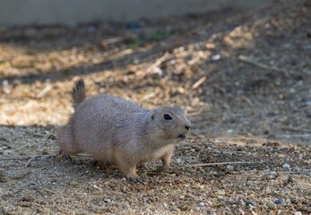 Black-tailed prairie dog