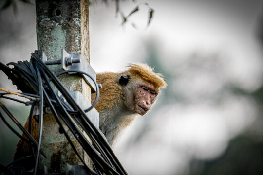 A captivating close-up of a wild toque macaque monkey with distinctive golden-brown fur and a reddish face, peeking from behind an old moss-covered electrical pole with a tangle of wires.