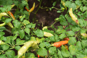 chili on plant close up green nature