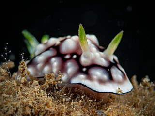 Geometric Chromodoris, Dorid Nudibranch (Chromodoris geometrica)